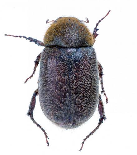 Melolonthinae